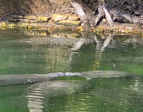 Blue Springs Manatees 2026